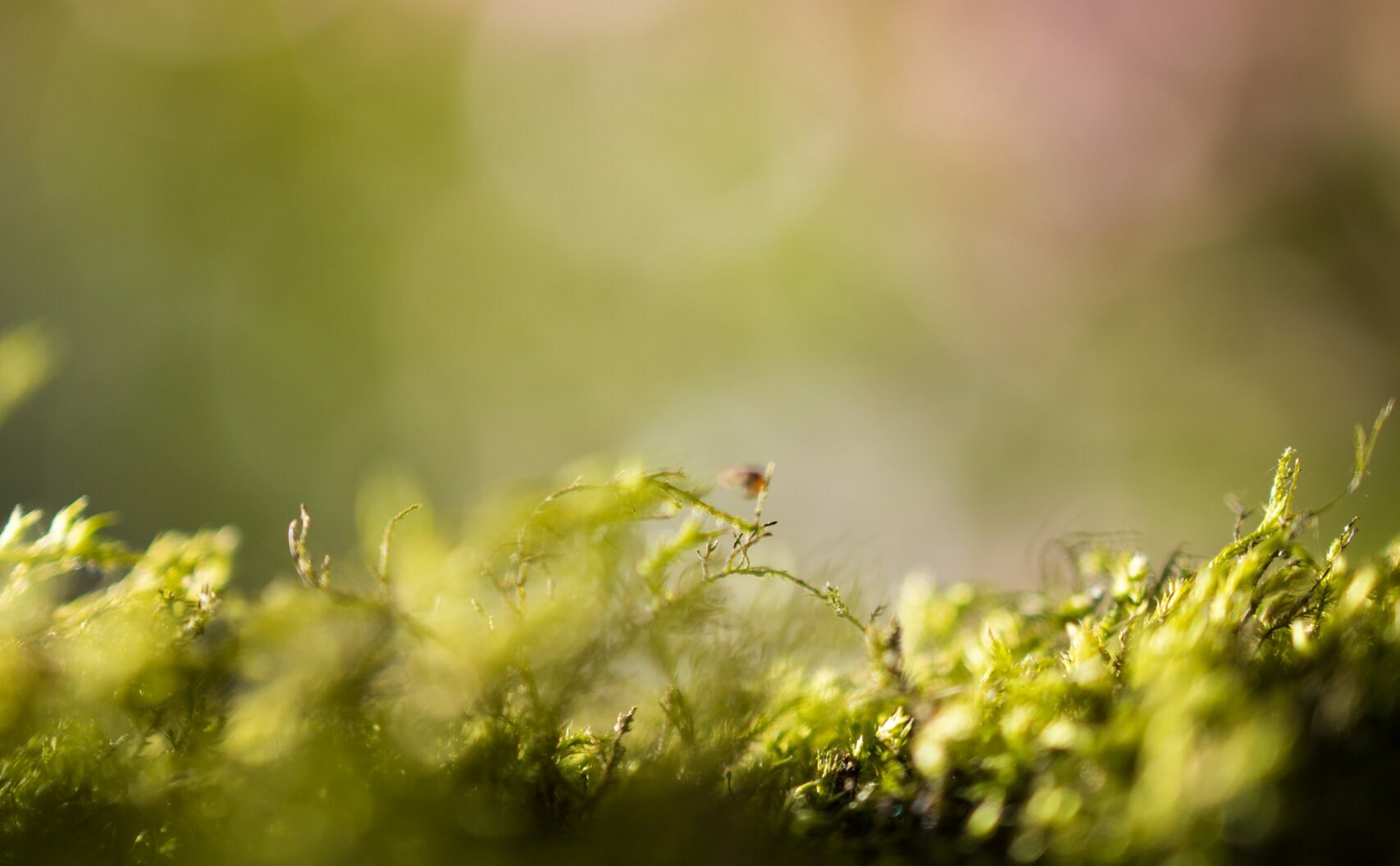 Moss grows in difficult conditions